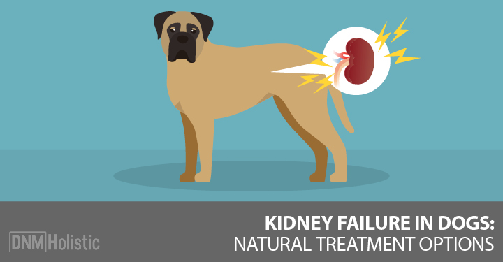 kidney disease in dogs