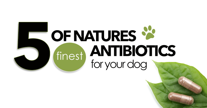 best natural antibiotic for dogs