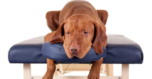Dog laying down on massage bed