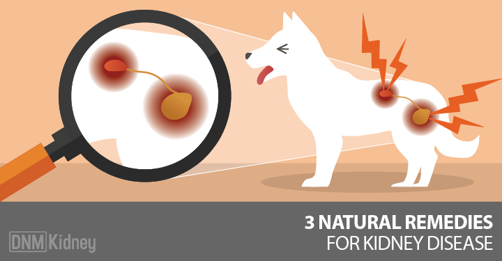 kidney stones in dogs home treatment