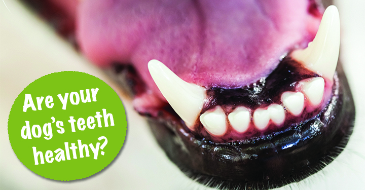 keeping your dog's teeth healthy