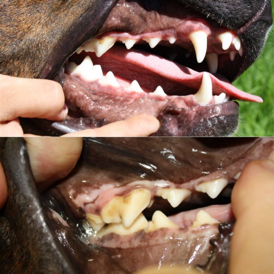 Top: Dog's mouth with healthy teeth, Bottom: Dog's mouth with dental disease