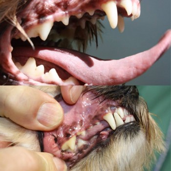 Mouths of 2 dogs with dental disease