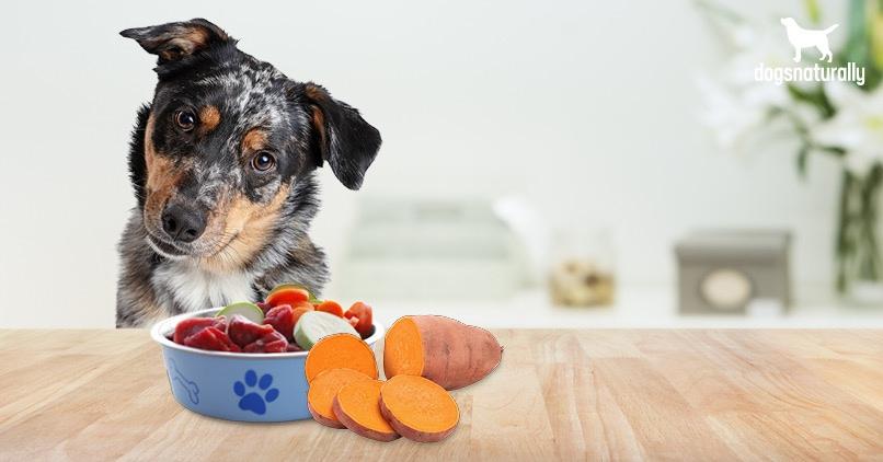 Is Sweet Potato Good For Dogs? Not Really. Here’s Why | Dogs Naturally