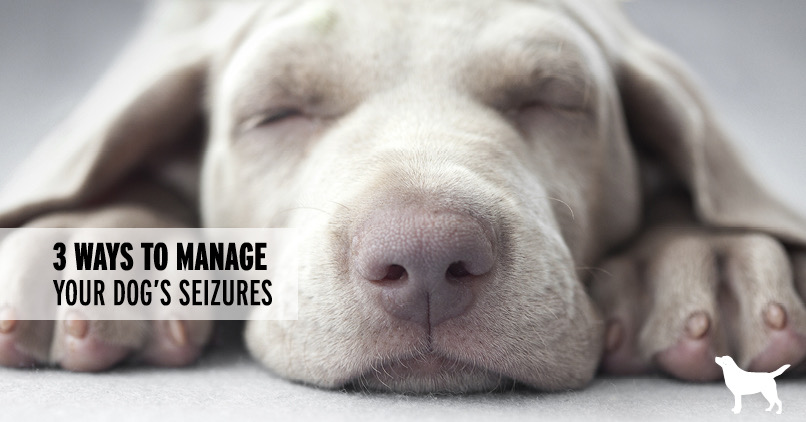 what to do when your dog is having a seizure