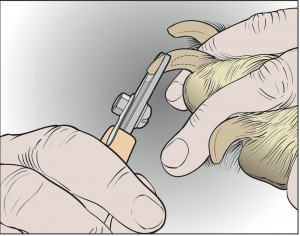 Image showing technique on how to trim dogs nails