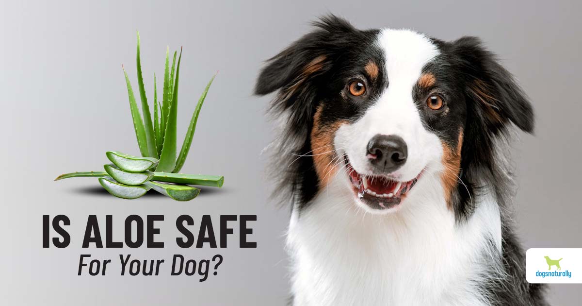 Aloe Vera For Dogs: 7 Uses [And 1 Warning] - Dogs Naturally