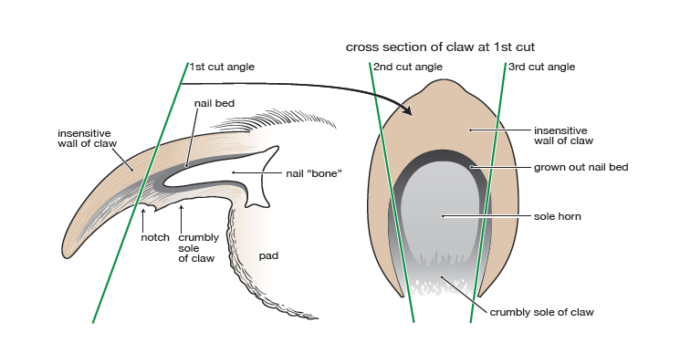 Structure of dogs nails for trimming