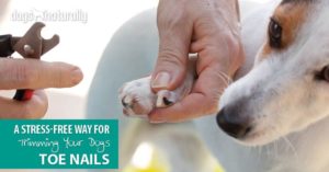 trimming your dog's toenails