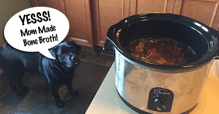 Bone broth for dogs in slow cooker and black lab looking at it
