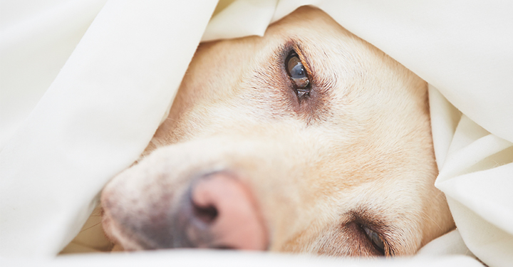 natural treatment for dog flu
