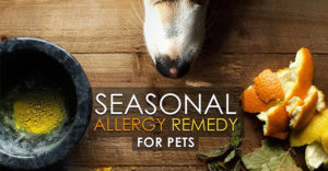 seasonal allergies in dogs