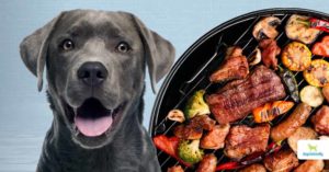 diet for dogs with allergies
