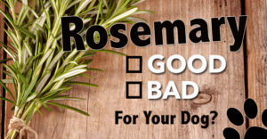 is rosemary good for dogs