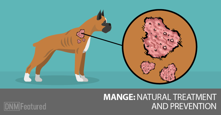 what does red mange look like on a dog