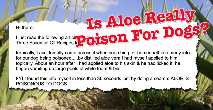 dog ate aloe plant