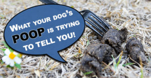 dog poop on raw diet