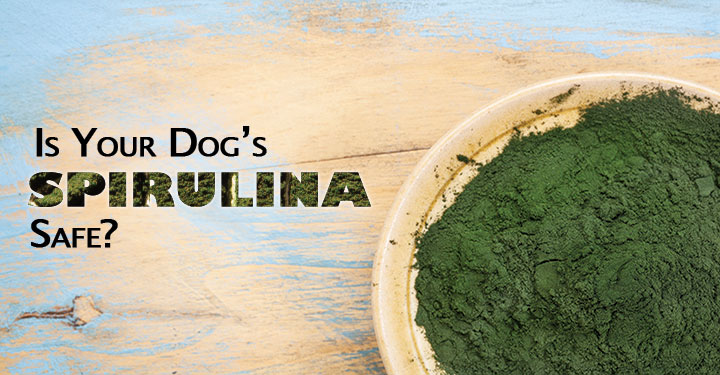 Is It Safe To Give Dogs Spirulina 