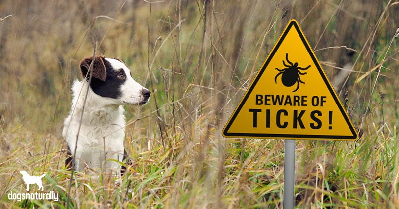 Lyme Diseases in Dogs