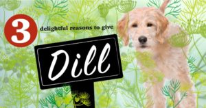 Dill for your dog