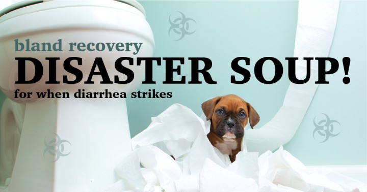 Soup Recipe for Your Dog's Upset Stomach