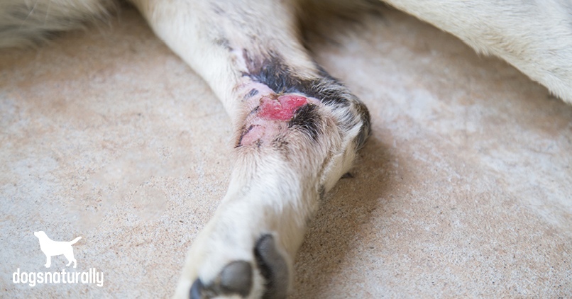 healing hot spots on dogs naturally