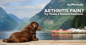 arthritis in dogs