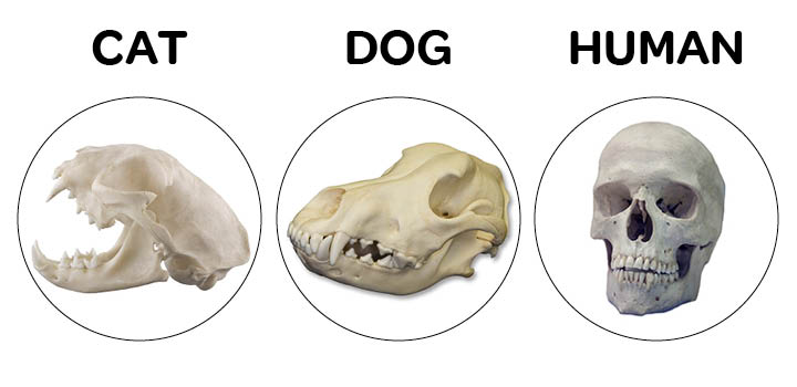 Cat Dog Human skull