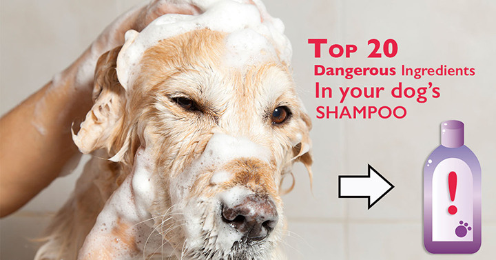 20 Ingredients You Don't Want In Your Dog's Shampoo