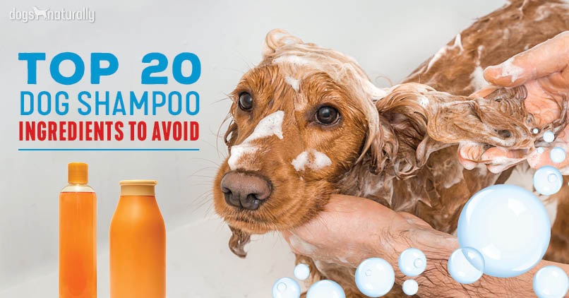 20 Dog Shampoo Ingredients To Avoid Dogs Naturally