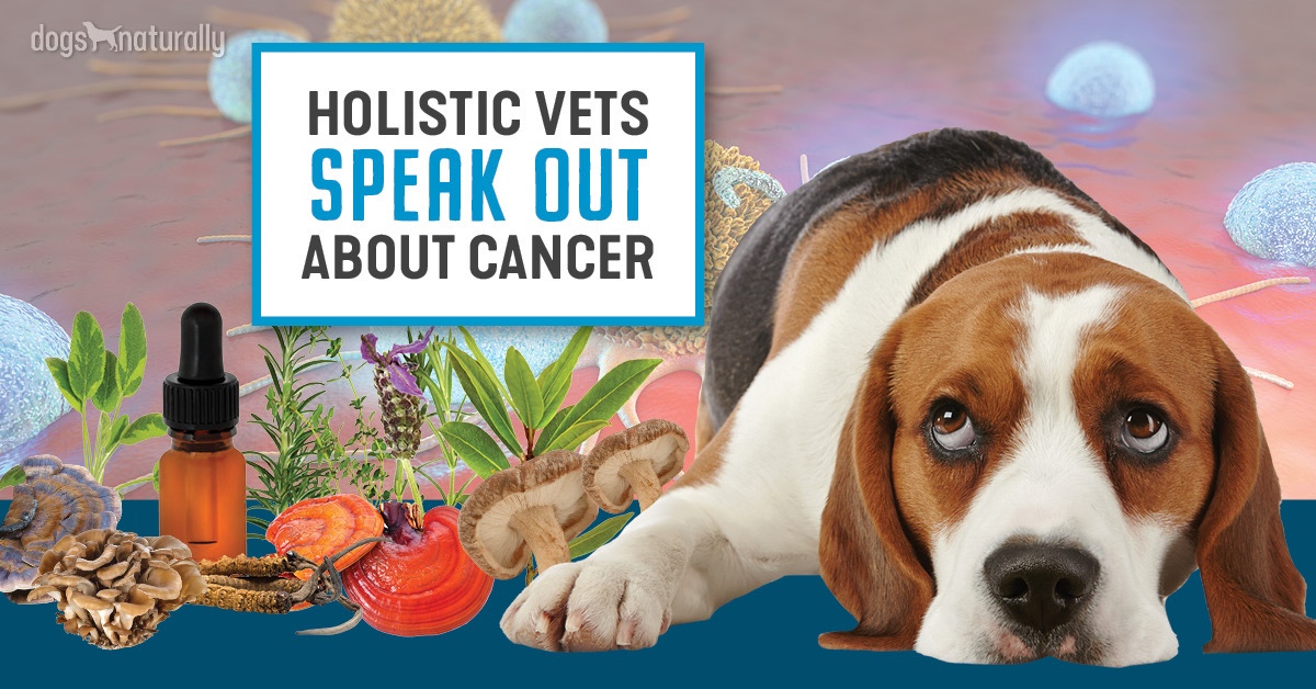 Holistic Vets Explain: Natural Treatment Of Cancer In Dogs - Dogs Naturally