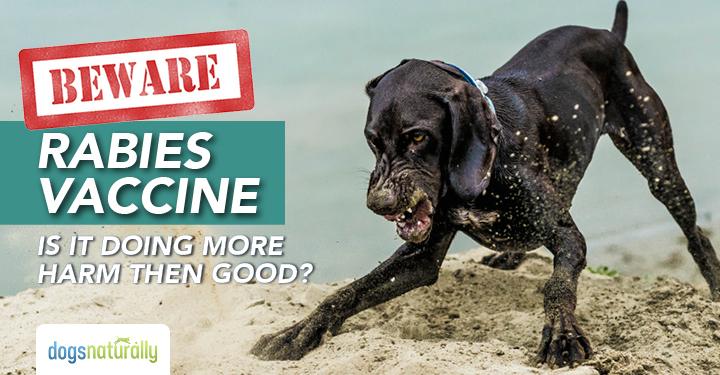 Rabies Vaccination Can Cause Rabies Symptoms In Dogs