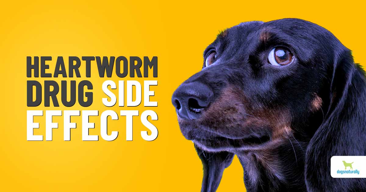 can heartworm medication cause diarrhea in dogs