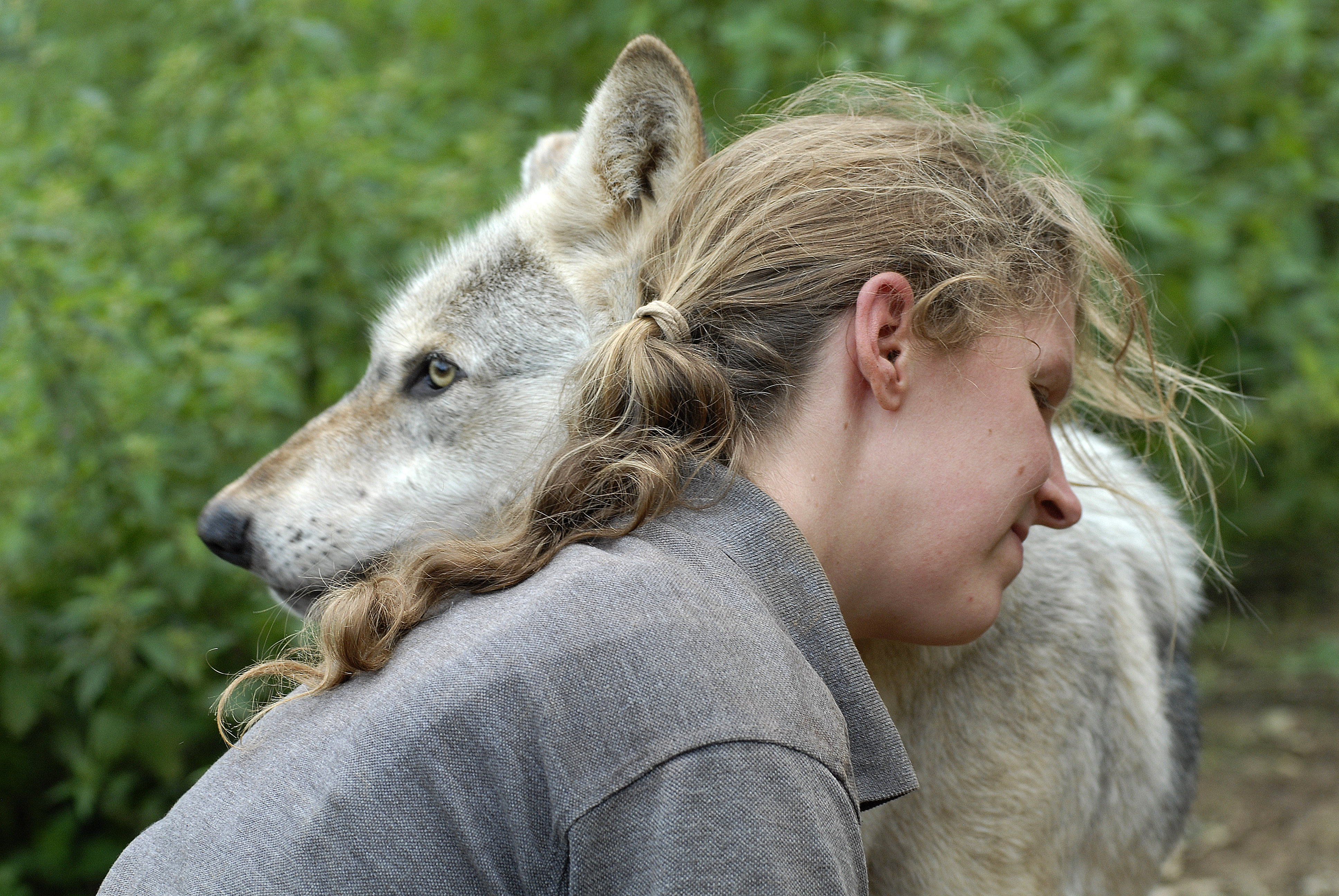 Isla Ellis with a wolf at The Wolf Centre in Combe Martin, Devon, 1st September 2012. Pic by JohnRobertson/BARCROFT MEDIA.