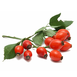 Rose Hips - peventing kennel cough