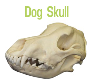 dog-skull-DNM