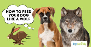 wolf dog food