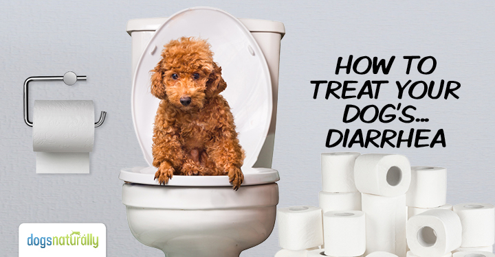 How To Cure Dog Diarrhea Dogs Naturally Magazine