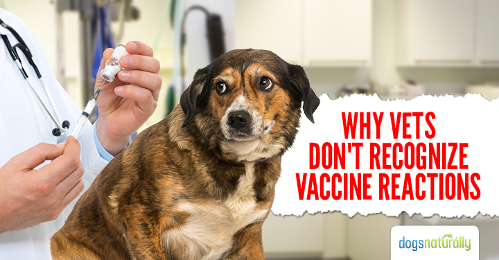 dog vaccine reactions