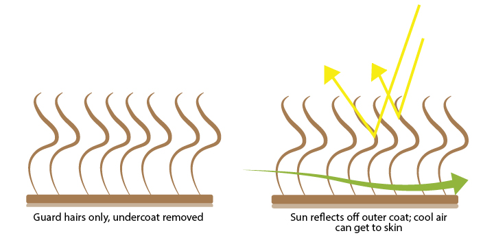 Graphic showing how dogs' coats can reflect heat from the sun