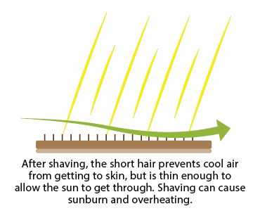 Graphic showing the negative effect of shaving a dog's coat