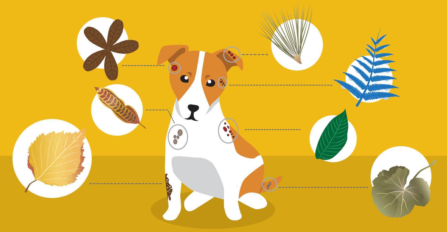 Herbs For Dog Skin Problems