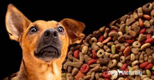 sugars in dog food