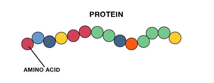 Protein chain