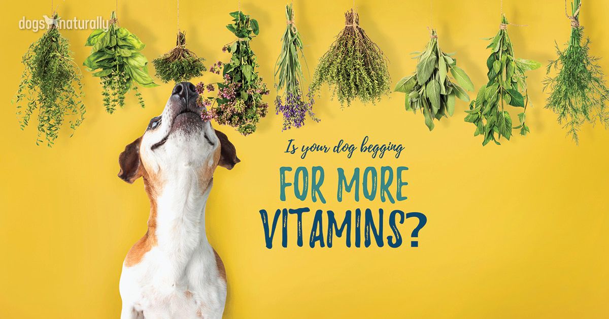 vitamins for dog to eat more