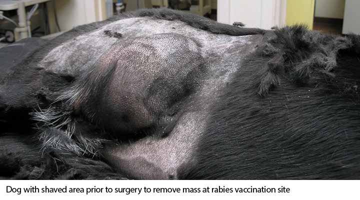 a mass on a dog from the rabies vaccine