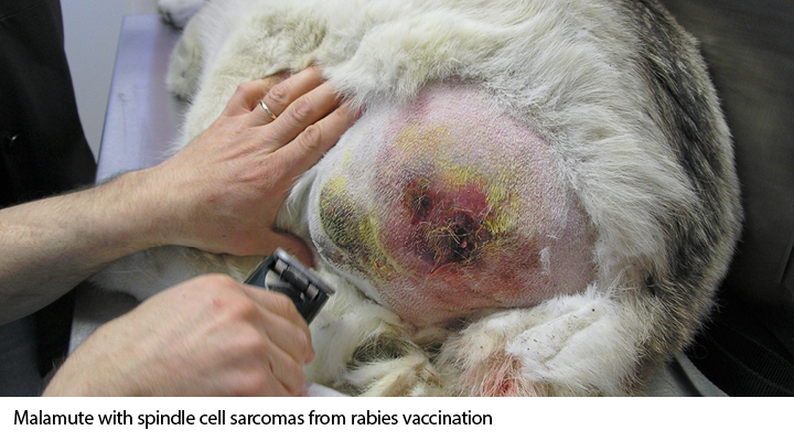 65 Ways Rabies Vaccination Can Harm Your Dog Dogs