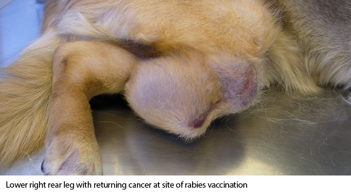 returning cancer at the site of the rabies vaccination