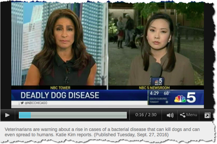 Screenshot of TV news report with reporters warning about a rise in cases of a bacterial disease that can kill dogs