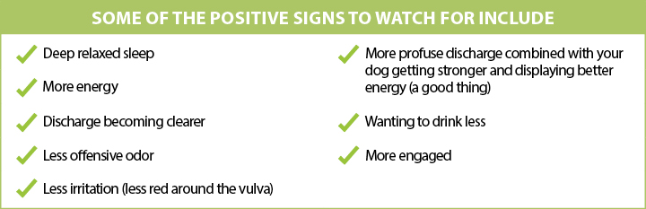 Positive signs to watch for after giving pyometra remedy to dogs
